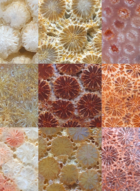 晶洞男女珊瑚玉水晶共生