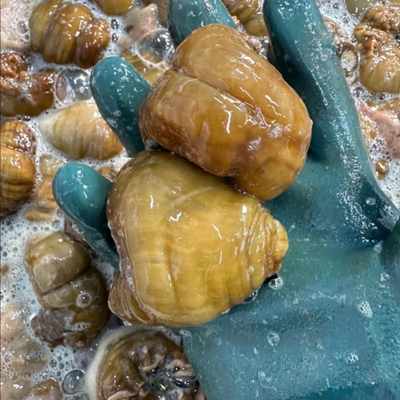 大连黄海葵海定根 海腚根 4斤鲜活沙蒜煲汤 海葵速冻发货