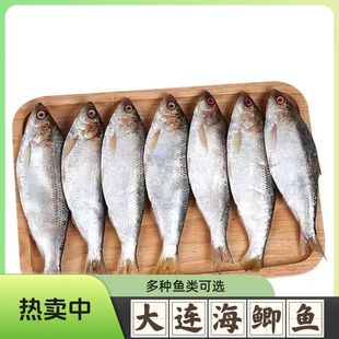 大连新鲜海鲫鱼 刺鱼 瓷鱼 令吉鱼 鲮鲫鱼 气泡鱼烧烤商用5斤