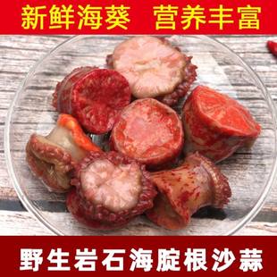大连新鲜红海葵4斤 海定根 海触子 鲜活红沙蒜4斤海鲜 速冻发货