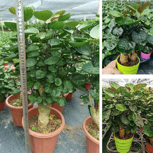 福禄桐钱多多盆景客厅办公室中大型植物室内绿植金钱兜盆栽老树桩