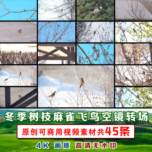 冬季枝头麻雀鸟儿LED大屏幕绿幕直播背景实拍4K空镜转场视频素材