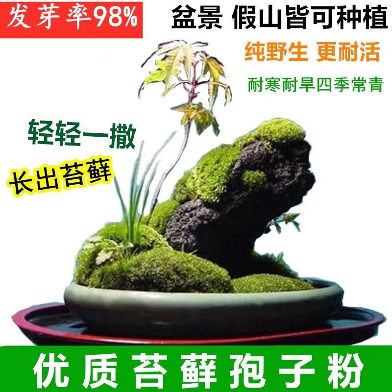 苔藓断茎粉 青苔种籽吸水石草籽盆栽 盆景上水石假山植物苔藓粉