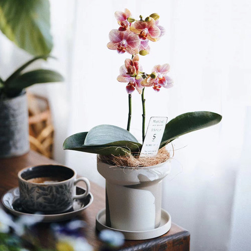 北欧创意陶瓷花盆兰花套盆