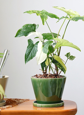 釉面陶瓷花盆蝴蝶兰日式兰花绿色陶盆套盆带托盘高档龟背竹室内大