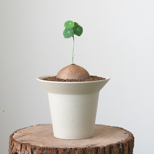 日式兰花陶瓷花盆套盆