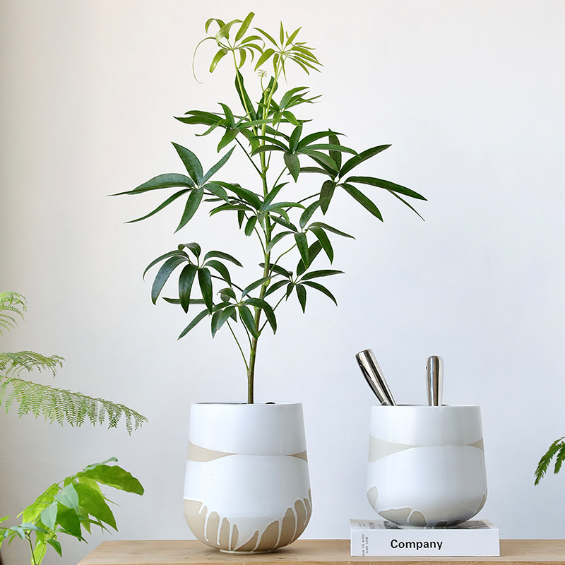 白色蝴蝶兰陶瓷兰花花盆大号无孔水培陶盆粗陶龟背竹套盆侘寂风