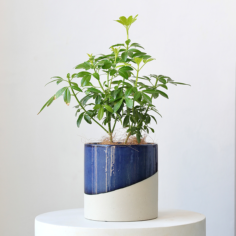 侘寂风创意陶瓷大花盆蓝色绿植水培无孔盆栽套盆白色客厅落地大号