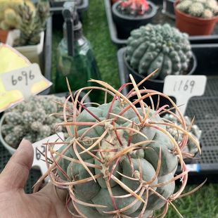 2有根芽