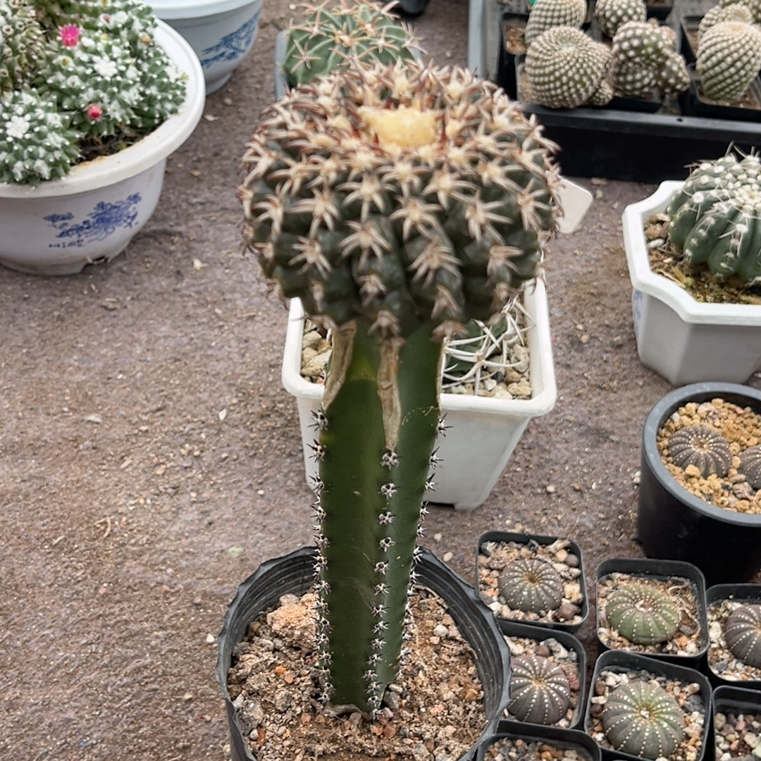 621猫爪圆盘带柱,鲜花速递/花卉仿真/绿植园艺,多肉植物,淘宝优惠券,粉丝福利购,淘宝优惠卷