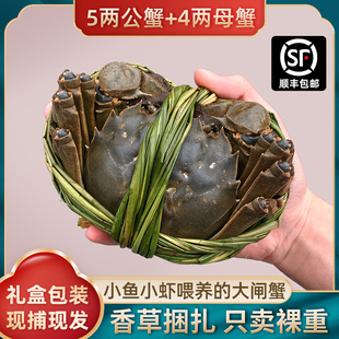 5两公4两母固城湖大闸蟹鲜活水产特大螃蟹包装盒河蟹清水顺丰空运