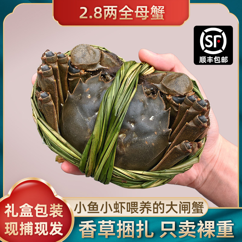 固城湖大闸蟹鲜活螃蟹