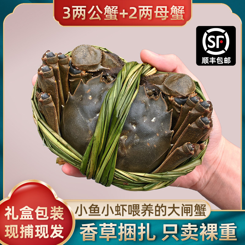 2两全母蟹大闸蟹螃蟹活蟹固城湖大闸蟹鲜活水产特大螃蟹礼盒河蟹