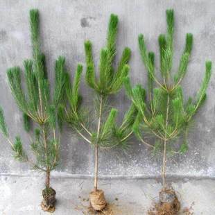 黑松小苗松树苗罗汉松雪松树苗白皮松小苗黑松盆景苗实生五针松苗