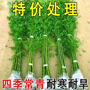 特价竹子苗耐寒耐热庭院绿化室内绿植青竹罗汉竹金镶玉竹黄金竹紫