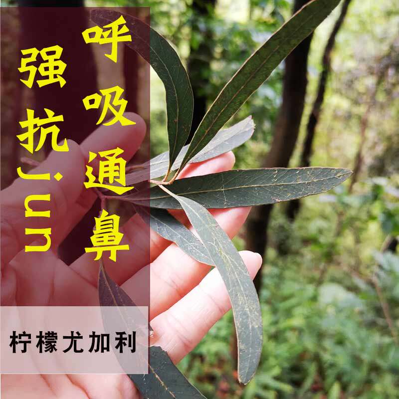 纯植物柠檬尤加利精油单方柠檬桉树精油清新爽利 自制驱蚊水配方