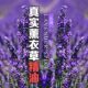 纯单方薰衣草精油新花 熏衣草舒缓香薰