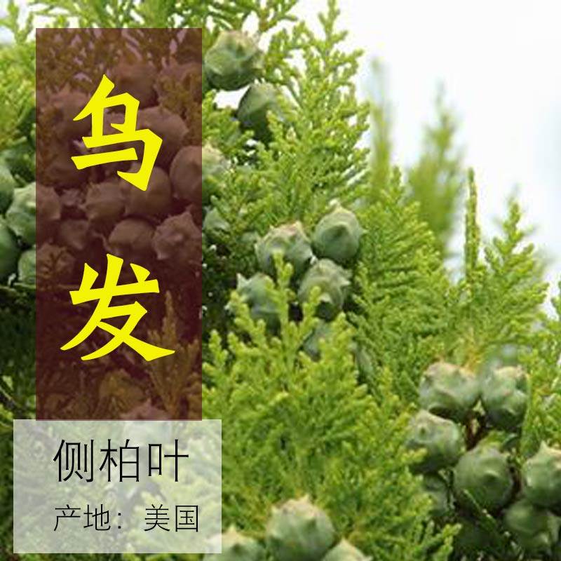 侧柏叶精油 纯单方 养发护发乌发 利呼吸10ml