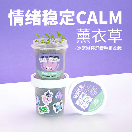 情绪稳定薰衣草种植盆栽创意礼物