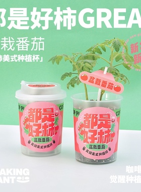 光合觉醒迷你番茄种植杯办公桌面室内盆栽植物创意生日新年小礼物