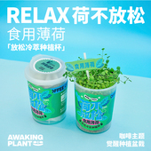 原创减压薄荷种植小盆栽办公桌面室内绿植创意治愈生日礼物伴手礼