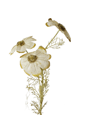 仿真欧式仿真花装饰花材波斯菊