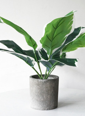 仿真植物小盆栽摆件万年青绿植北欧ins网红龟背竹假植物摆设装饰