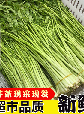 湖北水芹菜洪湖特产原生态自然绿色蔬菜新鲜清香河芹顺丰包邮