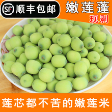 新鲜嫩莲子米青皮莲子生吃清甜可口