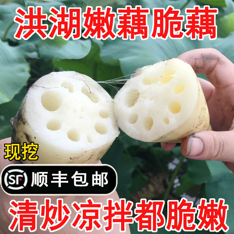 可以清炒凉拌或生吃的脆藕嫩藕