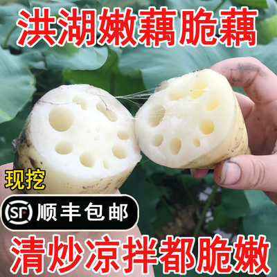 可以清炒凉拌或生吃的脆藕嫩藕