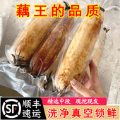 湖北正宗洪湖粉藕莲藕新鲜煲汤现挖糯米桂花藕农家特产蔬菜顺丰