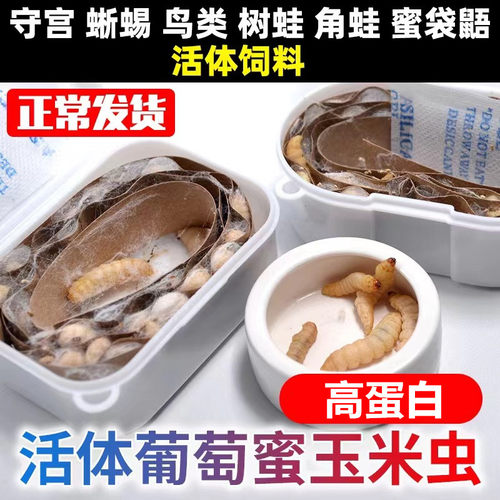蜜袋鼯高蛋白营养玉米虫仓鼠零食
