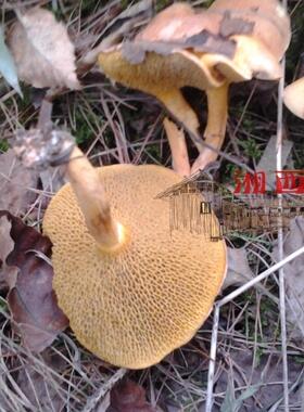 湘西1500米雪峰山上野生松树伞红蘑菇松蘑菇肉蘑菇食用菌枞毛树菇