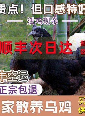 活体现杀乌鸡新鲜土鸡农家散养乌骨鸡活鸡冷冻老母鸡整只顺丰包邮