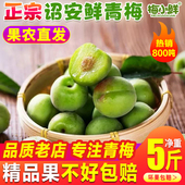 青梅果新鲜果现摘散装 高山青梅泡酒正宗诏安深山野生酸梅子泡酵素