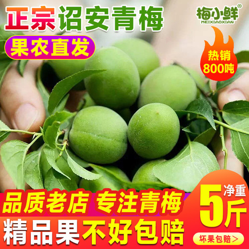 2026年诏安新鲜青梅果