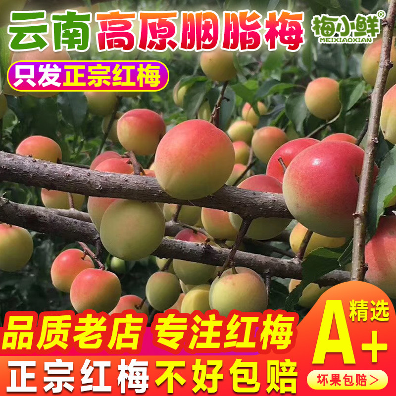 云南新鲜胭脂梅正宗高原酵素梅青梅鲜果现摘生红梅泡酸梅子酒酵素