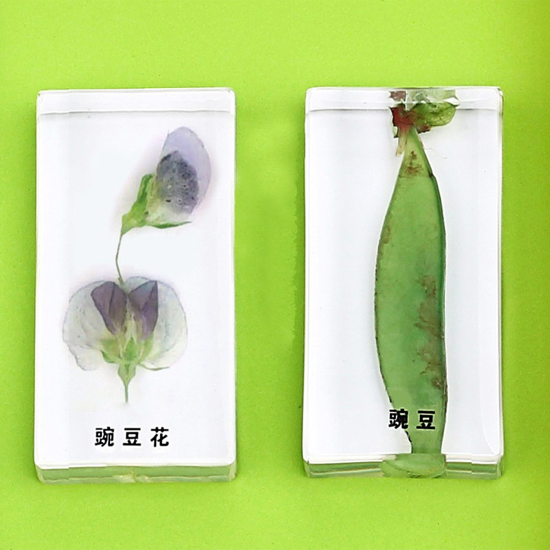 豌豆是怎么长大的 植物发芽生物标本 科学实验幼儿园教具儿童玩具