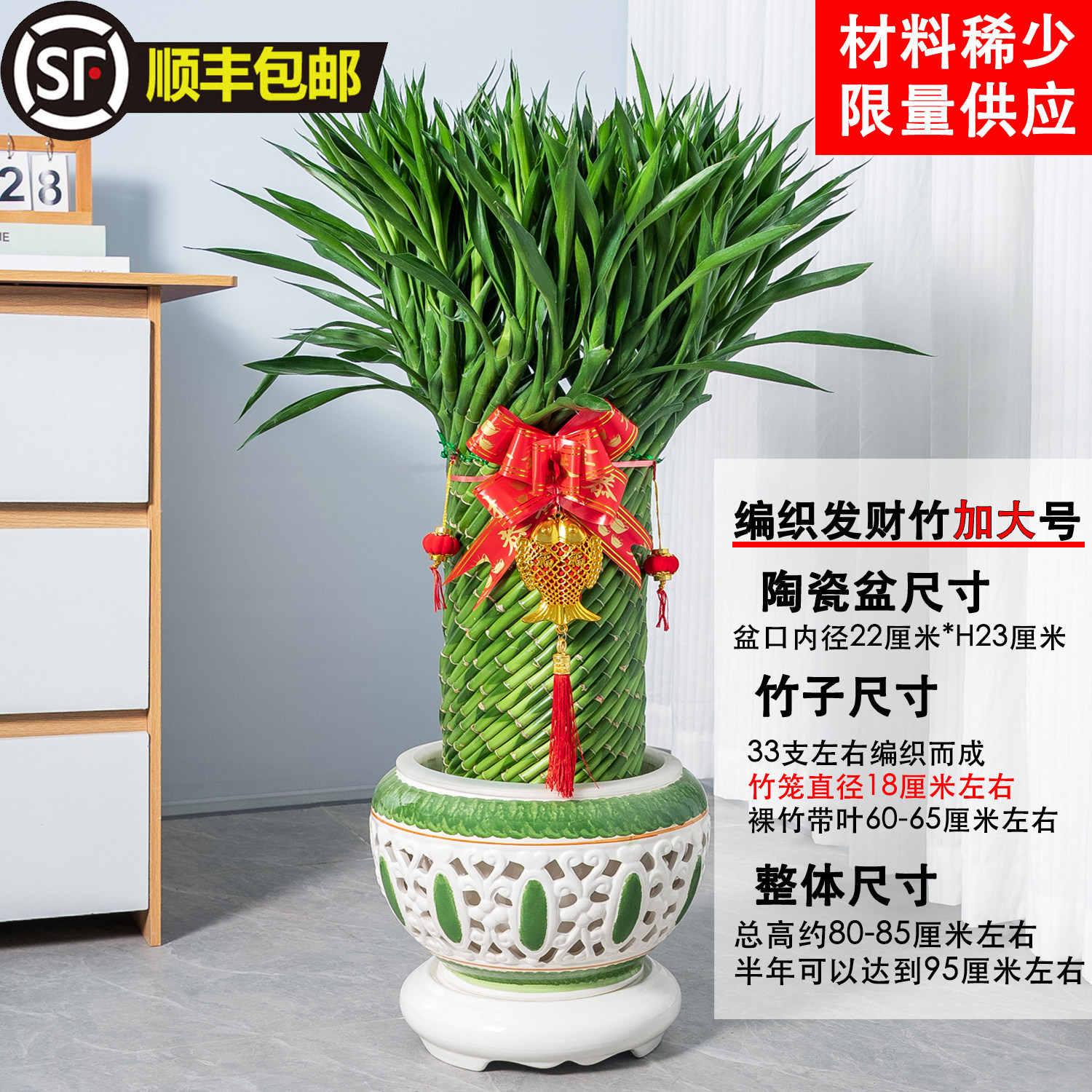 发顺丰快递发财竹水培陶瓷盆景