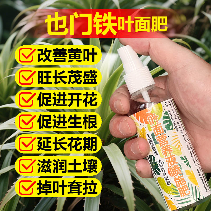 也门铁巴西铁专用营养液家金心青叶金边盆栽绿植开花长新叶面肥料