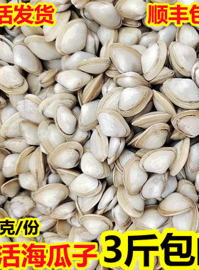 鲜活海瓜子新鲜海捕无沙3斤包邮