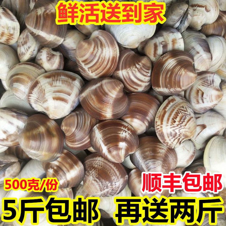 海鲜水产鲜活文蛤海蛤蜊新鲜黄蛤蜊大文蛤蜊海蛤蜊海捕贝类包邮_虎窝淘