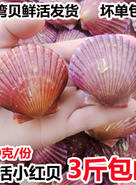 鲜活小红贝大港湾贝包邮海捕净重