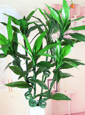 富贵竹田园乡村房间绿植装饰花