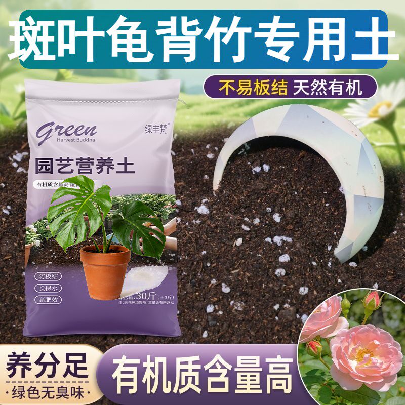 斑叶龟背竹适用轻质土不烂根花园包邮精选增色观叶不闷根家庭园艺
