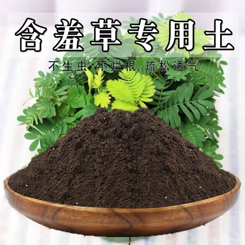 含羞草专用土害羞草营养土家用盆栽酸性沙质土壤绿植种植土肥料土