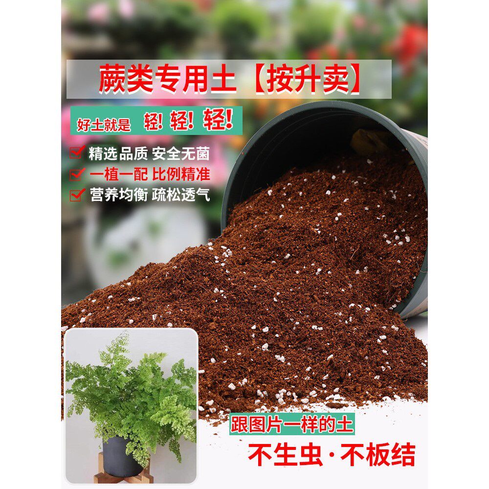 蕨类专用土蕨类植物专用营养土酸性沙质土壤绿植种植土肥料花卉土