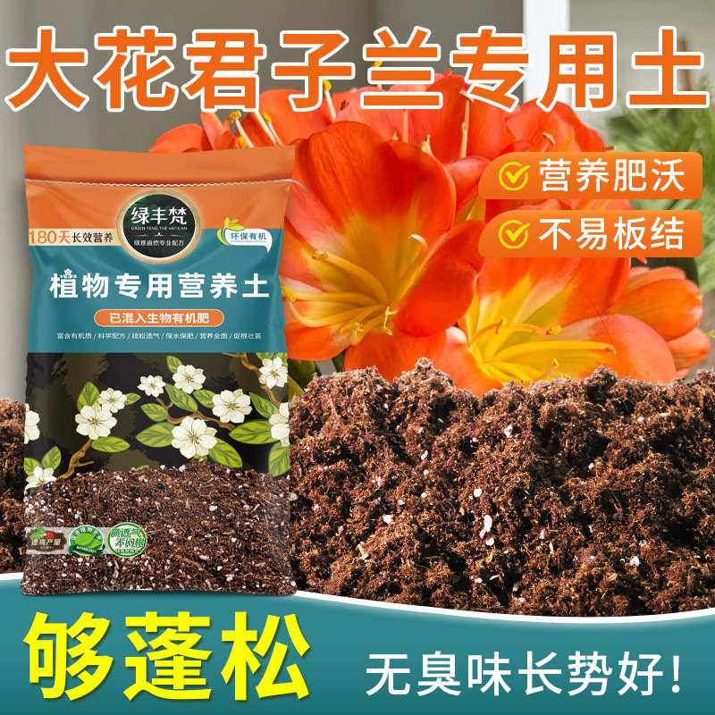 大花君子兰适用大棚基质种球适用改良优化防徒长开袋即用枝叶紧凑