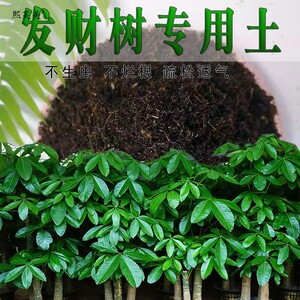 发财树专用土发财树营养土壤家用通用养花盆栽种植土绿植有机肥料